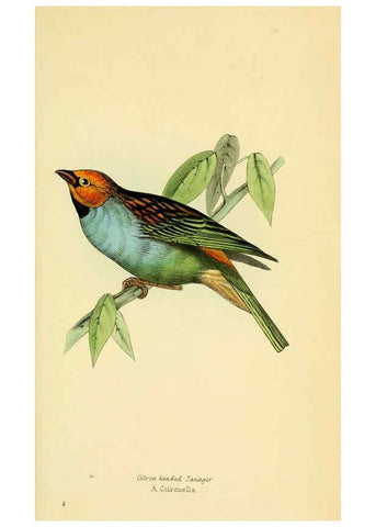Reproducción/Reproduction 5977775902: A selection of the birds of Brazil and Mexico : the drawings London :H.G. Bohn,1841