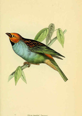 Reproducción/Reproduction 5977775902: A selection of the birds of Brazil and Mexico : the drawings London :H.G. Bohn,1841