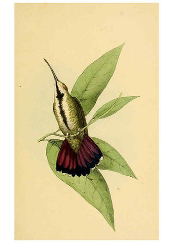 Reproducción/Reproduction 5977216769: A selection of the birds of Brazil and Mexico : the drawings London :H.G. Bohn,1841