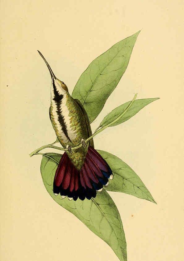 Reproducción/Reproduction 5977216769: A selection of the birds of Brazil and Mexico : the drawings London :H.G. Bohn,1841