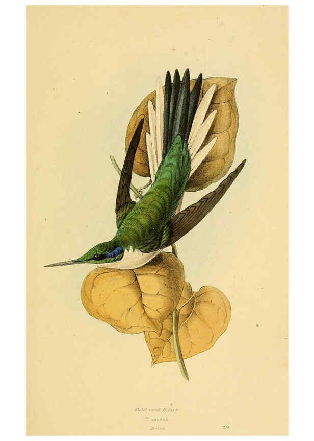 Reproducción/Reproduction 5977780242: A selection of the birds of Brazil and Mexico : the drawings London :H.G. Bohn,1841