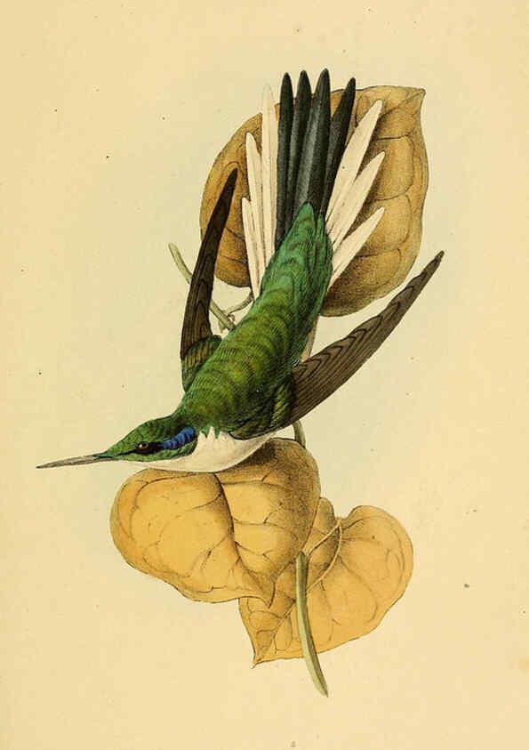 Reproducción/Reproduction 5977780242: A selection of the birds of Brazil and Mexico : the drawings London :H.G. Bohn,1841