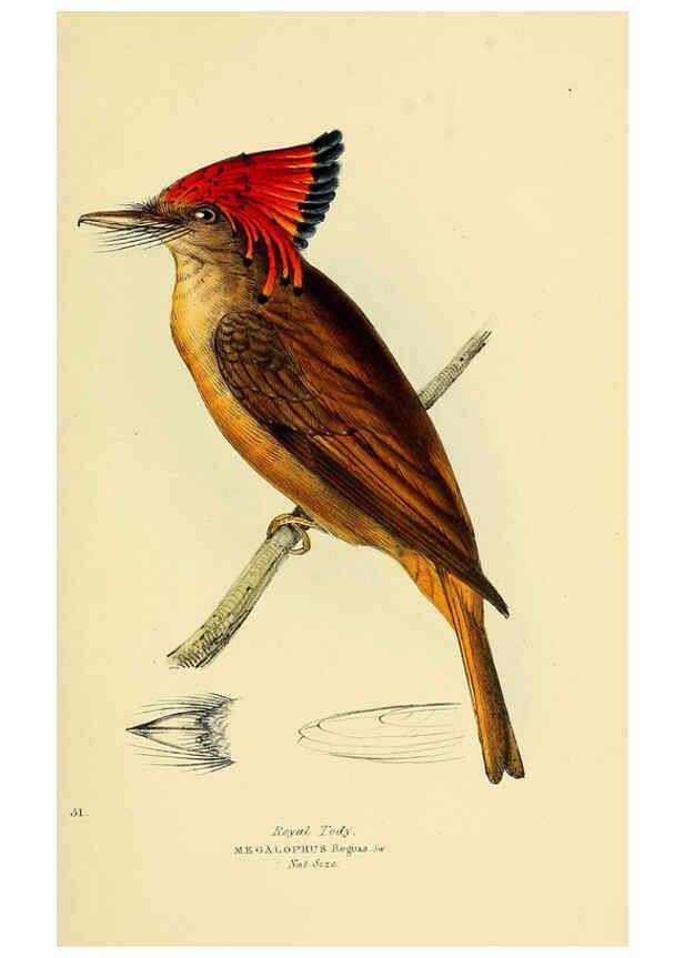 Reproducción/Reproduction 5977227481: A selection of the birds of Brazil and Mexico : the drawings London :H.G. Bohn,1841