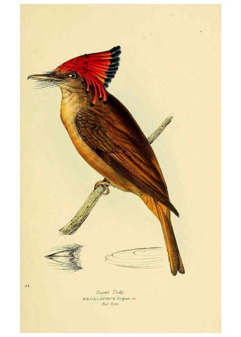 Reproducción/Reproduction 5977227481: A selection of the birds of Brazil and Mexico : the drawings London :H.G. Bohn,1841