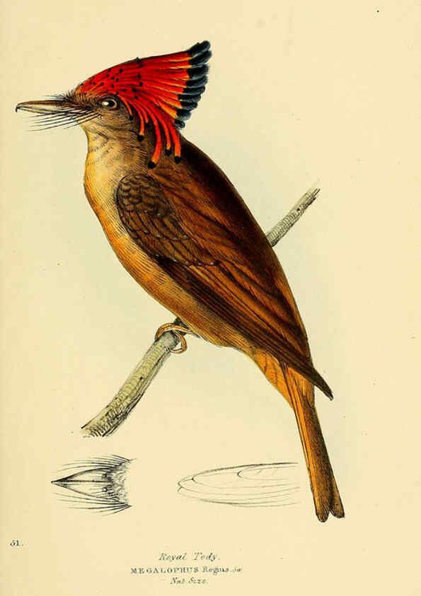 Reproducción/Reproduction 5977227481: A selection of the birds of Brazil and Mexico : the drawings London :H.G. Bohn,1841