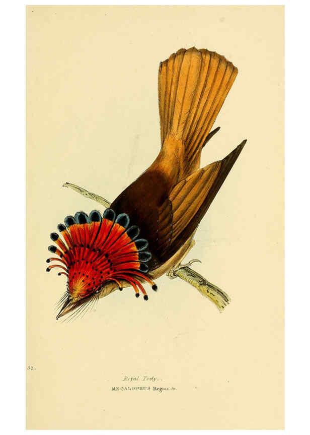 Reproducción/Reproduction 5977791048: A selection of the birds of Brazil and Mexico : the drawings London :H.G. Bohn,1841