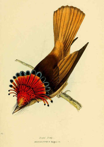 Reproducción/Reproduction 5977791048: A selection of the birds of Brazil and Mexico : the drawings London :H.G. Bohn,1841