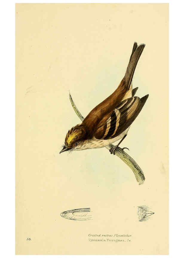 Reproducción/Reproduction 5977791234: A selection of the birds of Brazil and Mexico : the drawings London :H.G. Bohn,1841