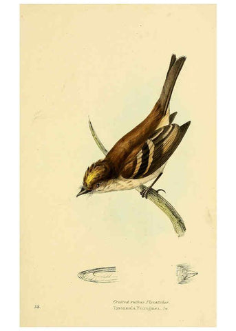 Reproducción/Reproduction 5977791234: A selection of the birds of Brazil and Mexico : the drawings London :H.G. Bohn,1841