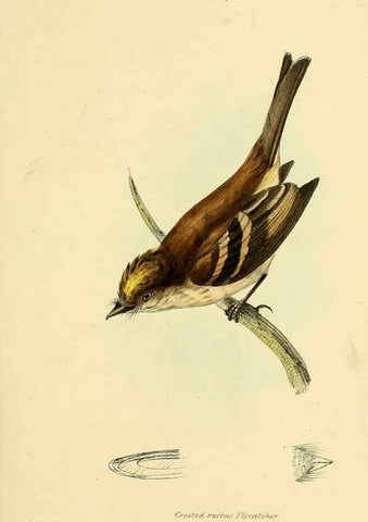 Reproducción/Reproduction 5977791234: A selection of the birds of Brazil and Mexico : the drawings London :H.G. Bohn,1841