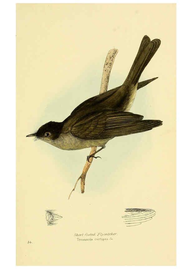 Reproducción/Reproduction 5977228119: A selection of the birds of Brazil and Mexico : the drawings London :H.G. Bohn,1841