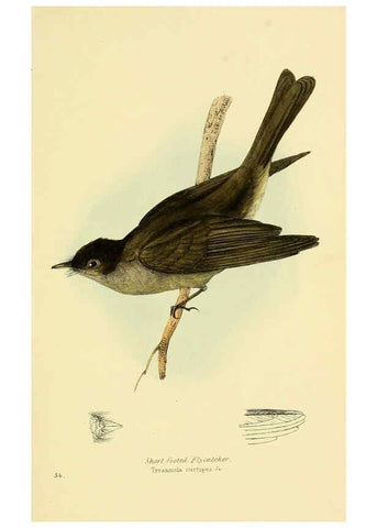 Reproducción/Reproduction 5977228119: A selection of the birds of Brazil and Mexico : the drawings London :H.G. Bohn,1841