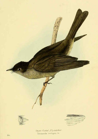 Reproducción/Reproduction 5977228119: A selection of the birds of Brazil and Mexico : the drawings London :H.G. Bohn,1841