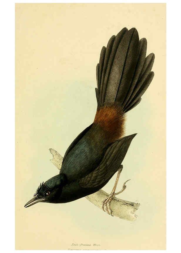 Reproducción/Reproduction 5977228407: A selection of the birds of Brazil and Mexico : the drawings London :H.G. Bohn,1841