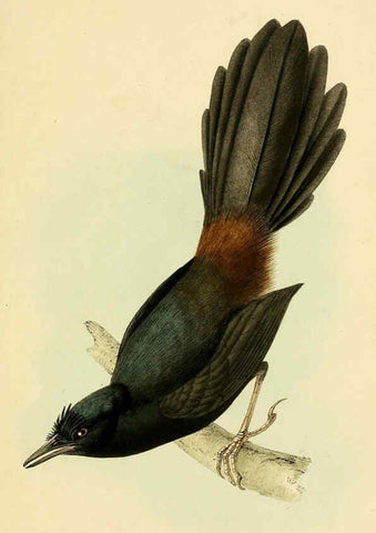 Reproducción/Reproduction 5977228407: A selection of the birds of Brazil and Mexico : the drawings London :H.G. Bohn,1841