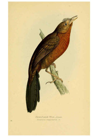 Reproducción/Reproduction 5977228669: A selection of the birds of Brazil and Mexico : the drawings London :H.G. Bohn,1841