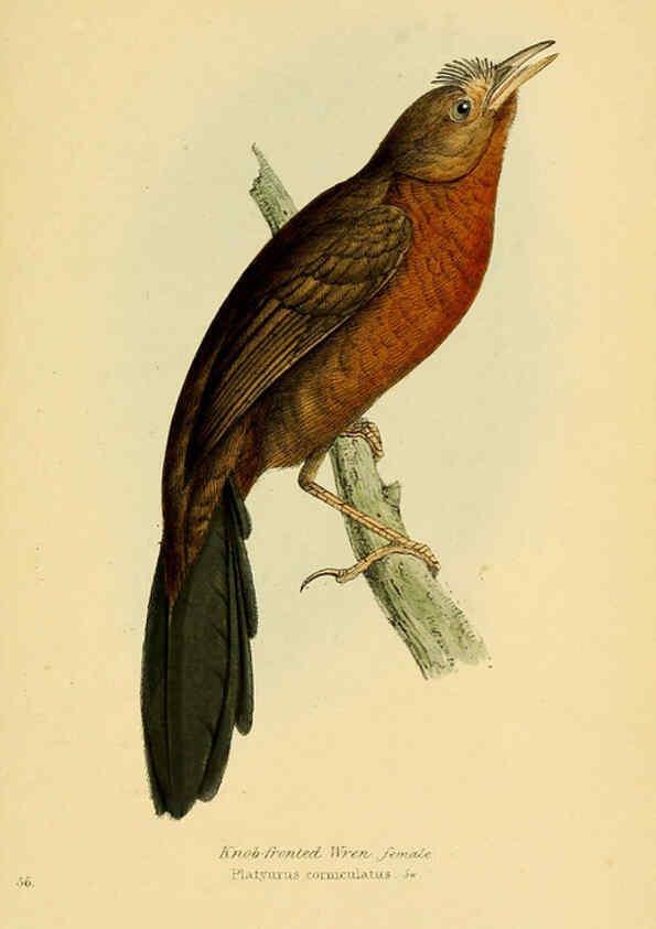Reproducción/Reproduction 5977228669: A selection of the birds of Brazil and Mexico : the drawings London :H.G. Bohn,1841