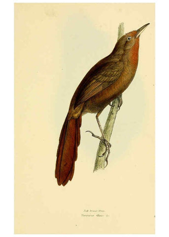 Reproducción/Reproduction 5977792132: A selection of the birds of Brazil and Mexico : the drawings London :H.G. Bohn,1841