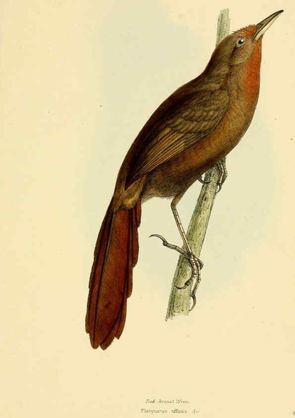 Reproducción/Reproduction 5977792132: A selection of the birds of Brazil and Mexico : the drawings London :H.G. Bohn,1841