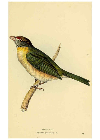 Reproducción/Reproduction 5977792286: A selection of the birds of Brazil and Mexico : the drawings London :H.G. Bohn,1841