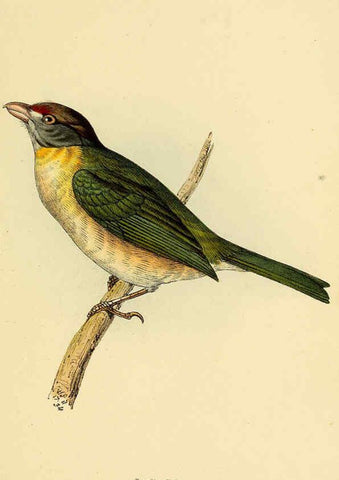 Reproducción/Reproduction 5977792286: A selection of the birds of Brazil and Mexico : the drawings London :H.G. Bohn,1841