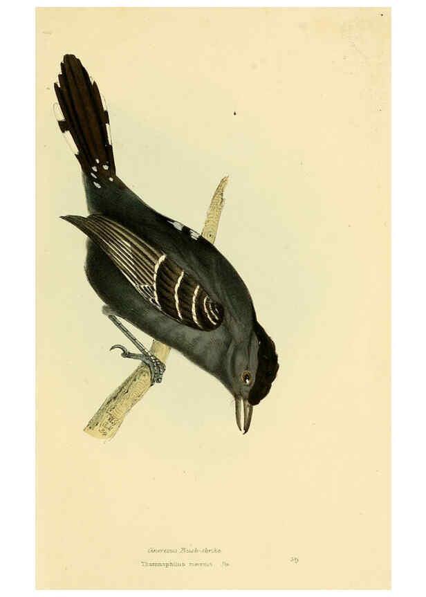 Reproducción/Reproduction 5977229213: A selection of the birds of Brazil and Mexico : the drawings London :H.G. Bohn,1841