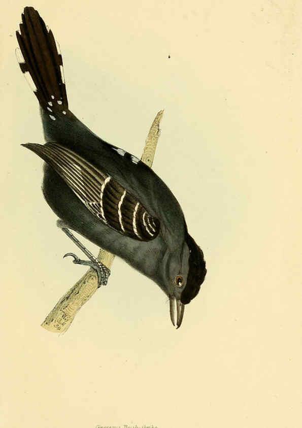 Reproducción/Reproduction 5977229213: A selection of the birds of Brazil and Mexico : the drawings London :H.G. Bohn,1841
