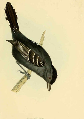 Reproducción/Reproduction 5977229213: A selection of the birds of Brazil and Mexico : the drawings London :H.G. Bohn,1841