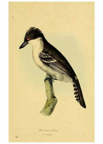 Reproducción/Reproduction 5977792674: A selection of the birds of Brazil and Mexico : the drawings London :H.G. Bohn,1841