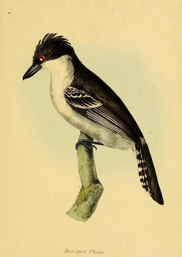 Reproducción/Reproduction 5977792674: A selection of the birds of Brazil and Mexico : the drawings London :H.G. Bohn,1841