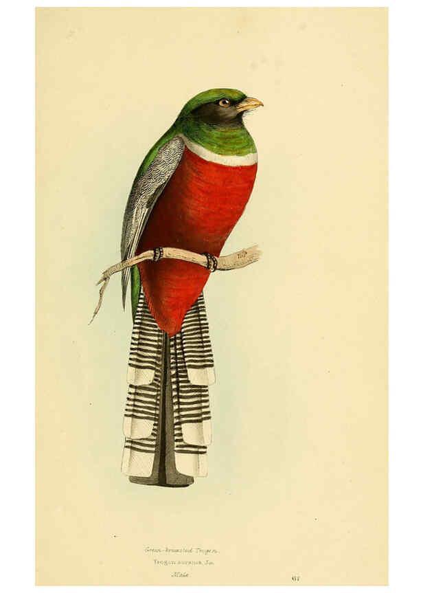 Reproducción/Reproduction 5977229683: A selection of the birds of Brazil and Mexico : the drawings London :H.G. Bohn,1841