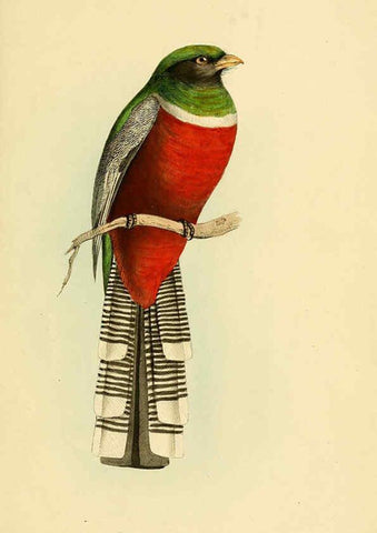 Reproducción/Reproduction 5977229683: A selection of the birds of Brazil and Mexico : the drawings London :H.G. Bohn,1841