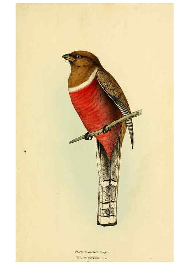 Reproducción/Reproduction 5977229889: A selection of the birds of Brazil and Mexico : the drawings London :H.G. Bohn,1841