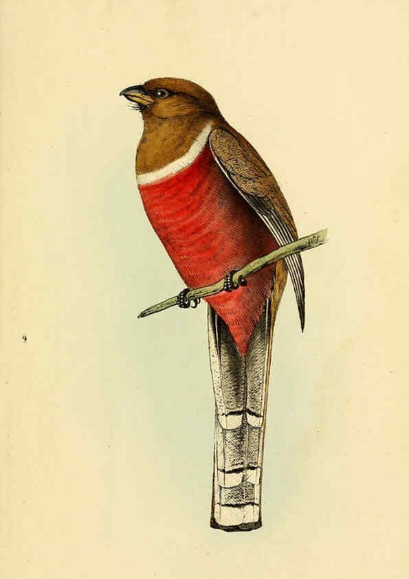Reproducción/Reproduction 5977229889: A selection of the birds of Brazil and Mexico : the drawings London :H.G. Bohn,1841