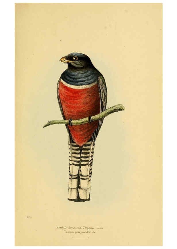 Reproducción/Reproduction 5977230067: A selection of the birds of Brazil and Mexico : the drawings London :H.G. Bohn,1841