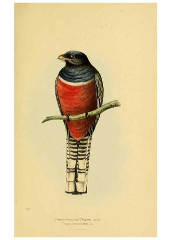 Reproducción/Reproduction 5977230067: A selection of the birds of Brazil and Mexico : the drawings London :H.G. Bohn,1841