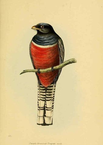 Reproducción/Reproduction 5977230067: A selection of the birds of Brazil and Mexico : the drawings London :H.G. Bohn,1841