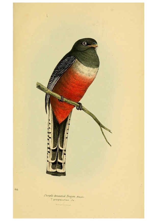Reproducción/Reproduction 5977230221: A selection of the birds of Brazil and Mexico : the drawings London :H.G. Bohn,1841