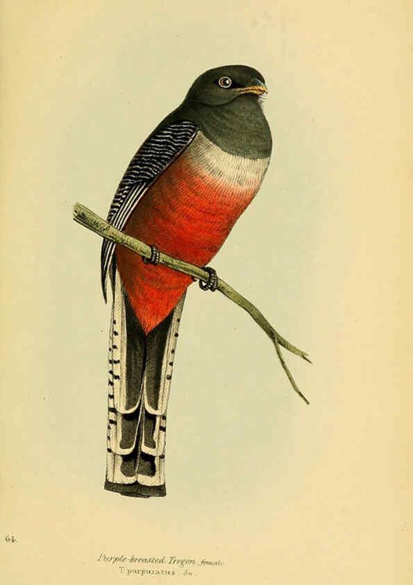 Reproducción/Reproduction 5977230221: A selection of the birds of Brazil and Mexico : the drawings London :H.G. Bohn,1841