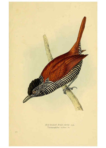 Reproducción/Reproduction 5977230505: A selection of the birds of Brazil and Mexico : the drawings London :H.G. Bohn,1841