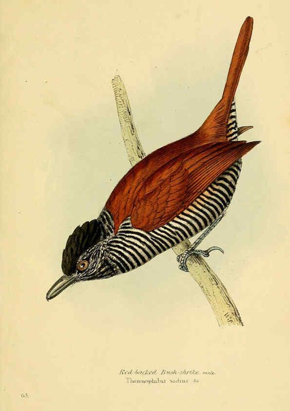 Reproducción/Reproduction 5977230505: A selection of the birds of Brazil and Mexico : the drawings London :H.G. Bohn,1841