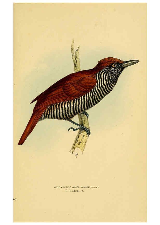 Reproducción/Reproduction 5977793876: A selection of the birds of Brazil and Mexico : the drawings London :H.G. Bohn,1841