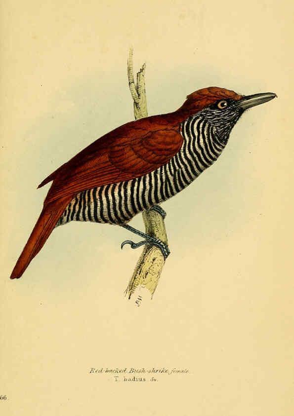 Reproducción/Reproduction 5977793876: A selection of the birds of Brazil and Mexico : the drawings London :H.G. Bohn,1841