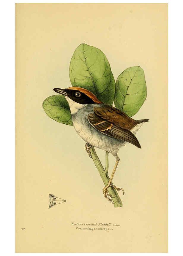 Reproducción/Reproduction 5977230841: A selection of the birds of Brazil and Mexico : the drawings London :H.G. Bohn,1841