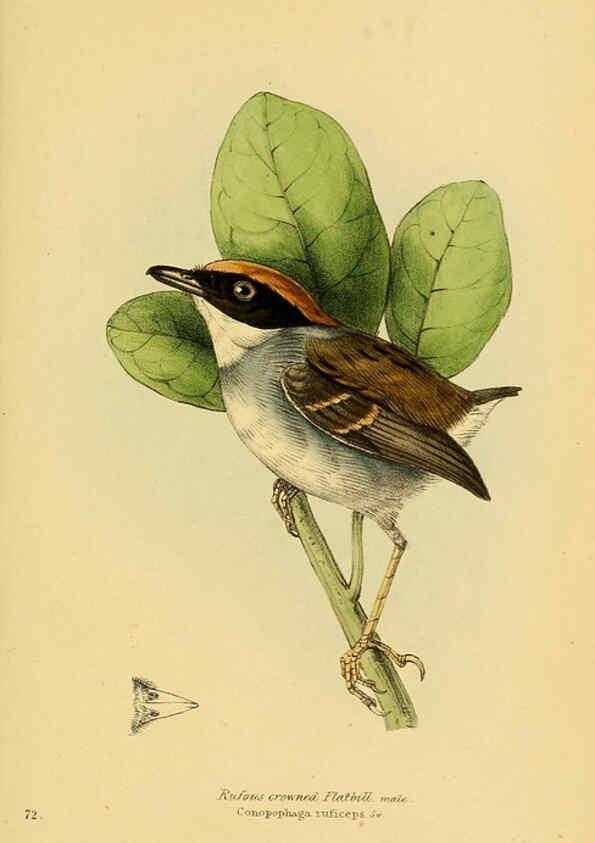 Reproducción/Reproduction 5977230841: A selection of the birds of Brazil and Mexico : the drawings London :H.G. Bohn,1841