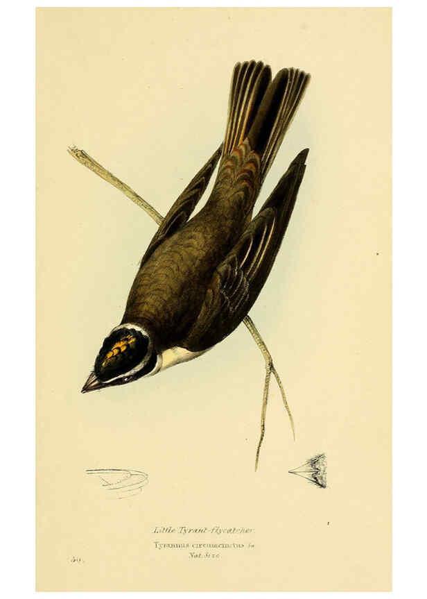 Reproducción/Reproduction 5977227331: A selection of the birds of Brazil and Mexico : the drawings London :H.G. Bohn,1841