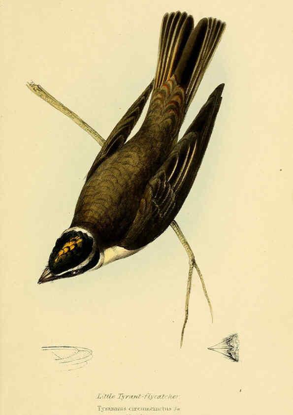 Reproducción/Reproduction 5977227331: A selection of the birds of Brazil and Mexico : the drawings London :H.G. Bohn,1841