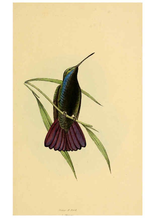 Reproducción/Reproduction 5977216949: A selection of the birds of Brazil and Mexico : the drawings London :H.G. Bohn,1841