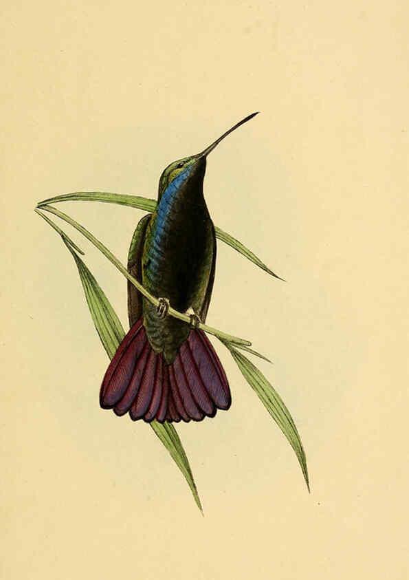 Reproducción/Reproduction 5977216949: A selection of the birds of Brazil and Mexico : the drawings London :H.G. Bohn,1841