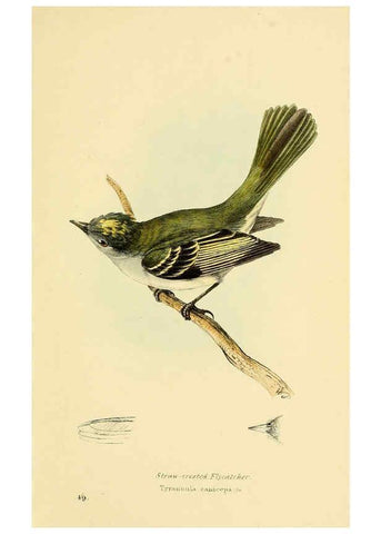 Reproducción/Reproduction 5977227173: A selection of the birds of Brazil and Mexico : the drawings London :H.G. Bohn,1841